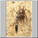 Pompilus cinereus - Wegwespe w04 9mm mit Spinne.jpg